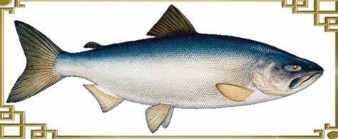 Видео кета диета