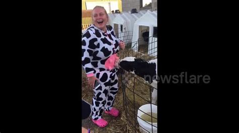 udderly hilarious moment calf suckles on teat of woman s cow costume buy sell or upload video