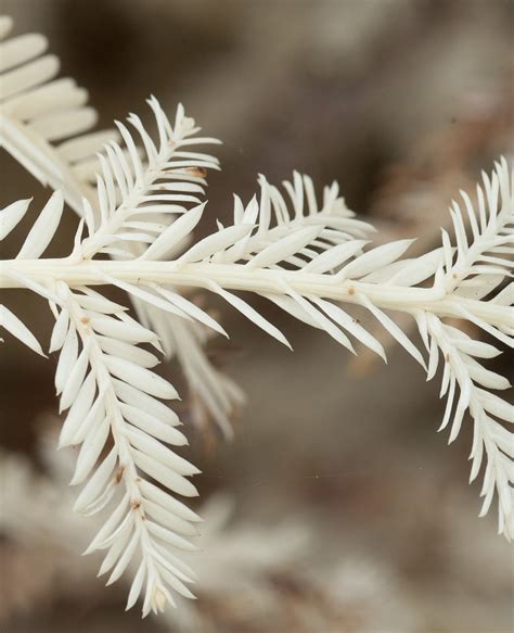 Albino Redwood Dies In Fire Big Sur Trailsmaps