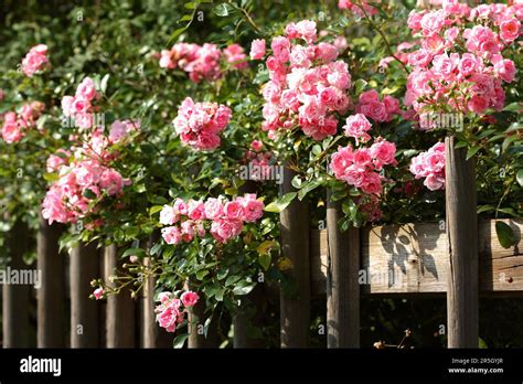 Rose On The Garden Fence Stock Photo Alamy