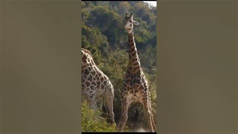 Unbelievable 2 Giraffes Attack Each Other Youtube