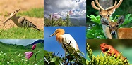 Flora & Fauna – Manipur Tourism