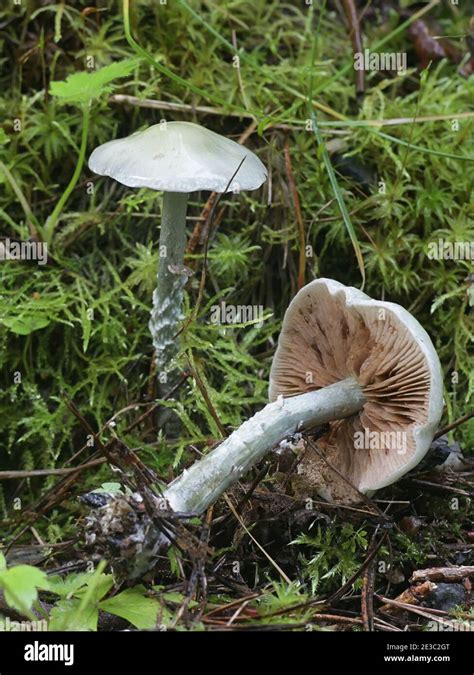 Stropharia Caerulea Known As The Blue Roundhead Or Blue Green