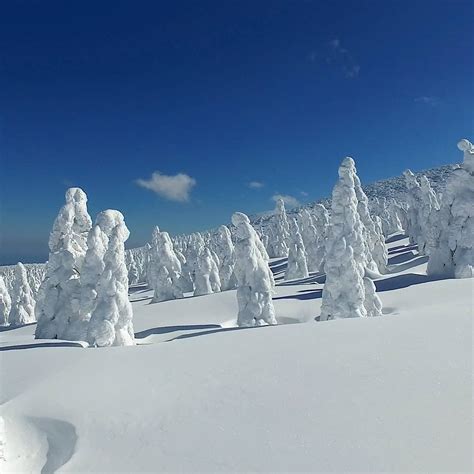 Visit Japan Zao Snow Monsters Every Winter As Siberian Winds Rush