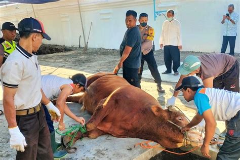 Foto Hendak Disembelih Sapi Kurban Presiden Jokowi Di Masjid Agung