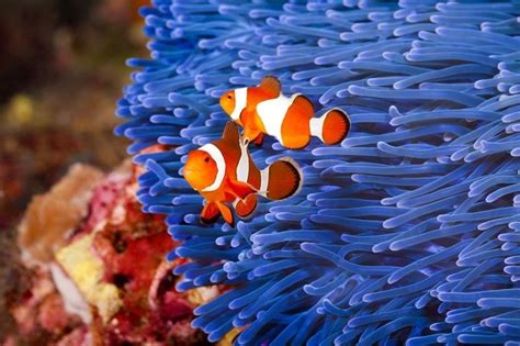 Top 10 Most Beautiful Aquarium Fish In The World