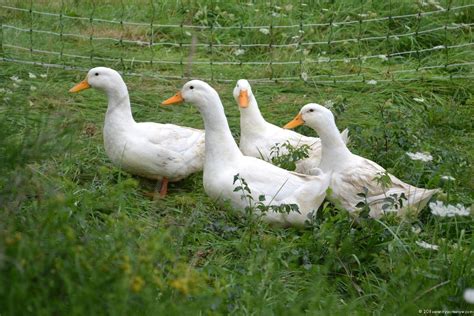 Pekins are also called the american pekin, white pekin, or long island duck. Royal Pekin Ducks Farm | Pekin duck, Duck farming, Poultry ...