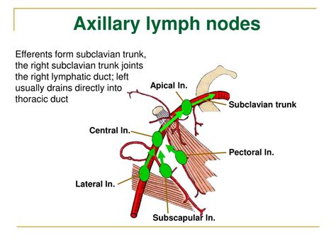 Subscapular Lymph Node Swelling Symptoms Causes Diagnosis And Treatment