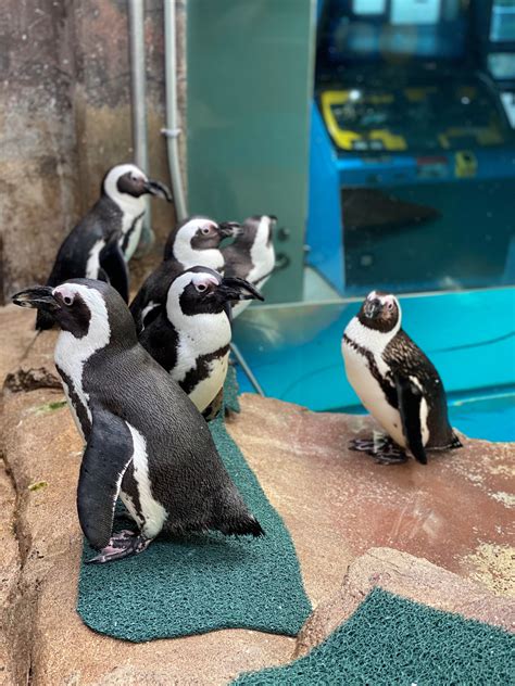 3m Helps Keep Como Park Zoo Penguins Healthy