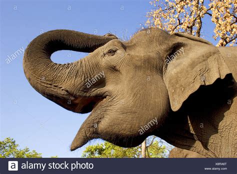 Elephant Trumpeting Stock Photos & Elephant Trumpeting Stock Images - Alamy