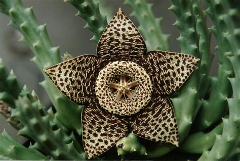Las mayores características de los cactus son su gran resistencia a la como hemos dicho los cactus son plantas muy resistentes y que no necesitan de muchos cuidados, pero a pesar de esto, si no se. Flor do cacto | Parece uma estrela dentro de uma estrela ...