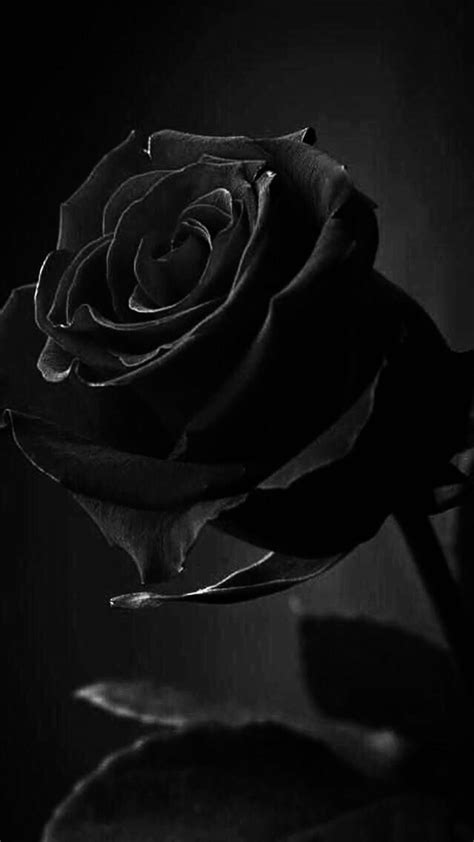 Black And White Aesthetic Flower Wallpapers Top Free Black And White