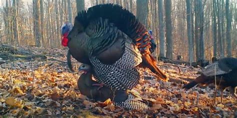 Wild Turkey Mating Caught On Camera ⋆ Outdoor Enthusiast Lifestyle Magazine