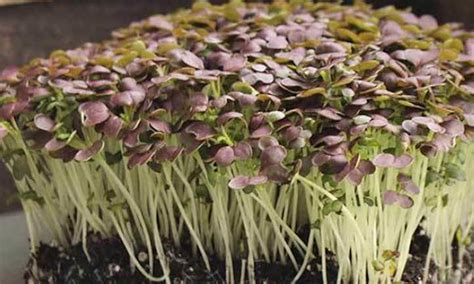 How To Grow Mustard Microgreens Fast And Easy Epic Gardening