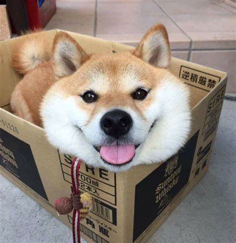 Feel free to send us your own wallpaper and we will consider adding it to appropriate category. Aww Pictures - September 9, 2017