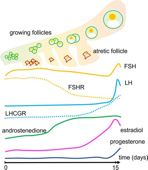 Hormone And Receptor Levels During The Antral Follicle Stage Follicle