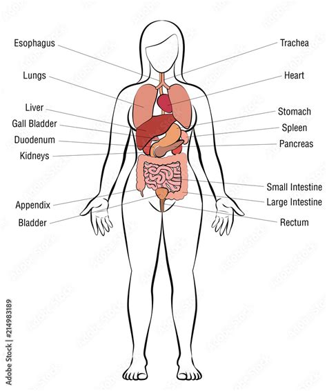 Internal Organs Female Body Schematic Human Anatomy Illustration Isolated Vector On White
