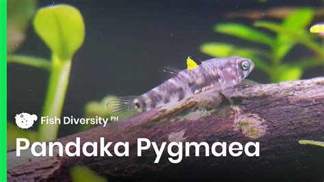 One Of The Smallest Fish In The World Dwarf Pygmy Goby Pandaka
