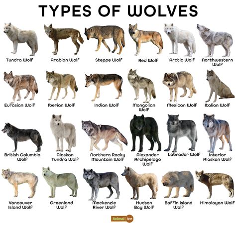 Wolf Facts Types Diet Reproduction Classification Pictures