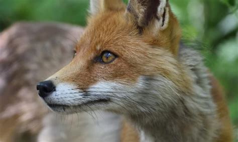 30 Years After The Nuclear Disaster Chernobyl Wildlife Is