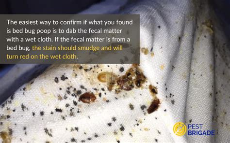 How To Spot Bed Bug Poop Pest Brigade