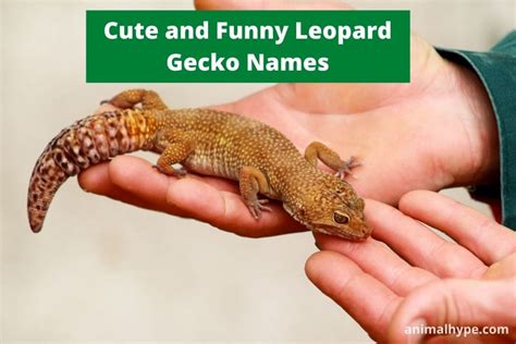 200 Cute And Funny Leopard Gecko Names Animal Hype