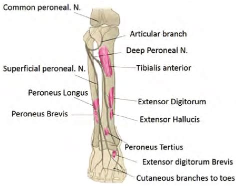 Common Peroneal Nerve Course And Muscles Supplied Download