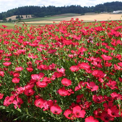 Linum Grandiflorum Red Scarlet Flax Seeds X50 Ole Lantanas Seed