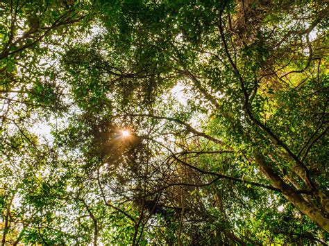 Worm Eye View With Sunlight In Deep Forest Stock Photo At Vecteezy