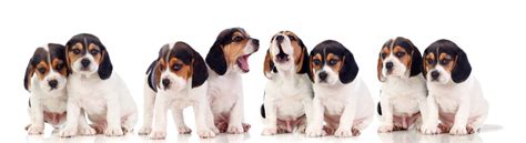 Beagle Growth Chart And Size Chart How Big Do Beagles Get 2022