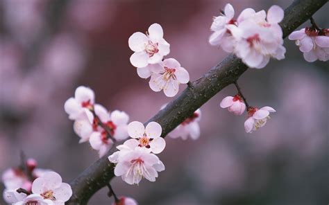 Japanese Cherry Blossom Wallpaper 71 Images