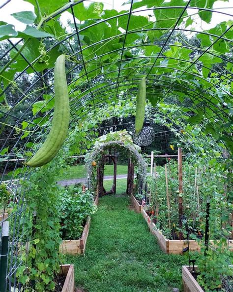 19 Best Garden Trellis Ideas and Designs