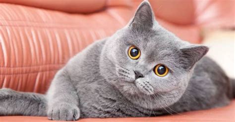 Jenis Kucing Termahal Di Dunia Playwickeycats