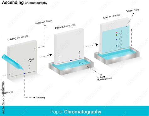 Stockvector Ascending Chromatography Schematic Diagram Analysis Of