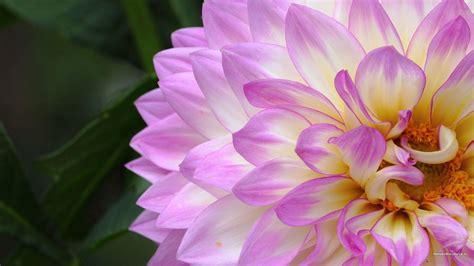 Dahlia Wallpapers Wallpaper Cave