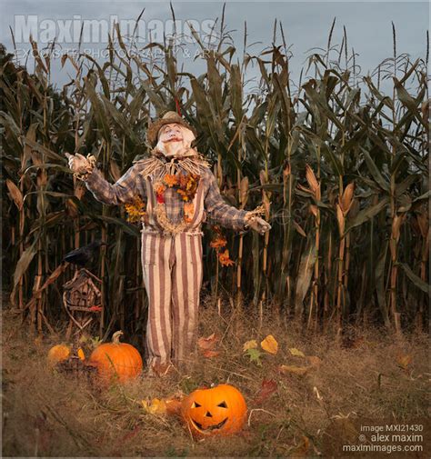 Photo Of Scarecrow In A Corn Field Stock Image Mxi21430