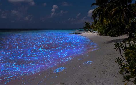 Bioluminescent Beach In Maldives Glowing Maldives Beach Holidify