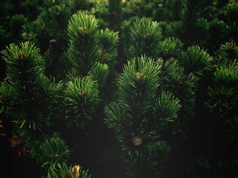 Wallpaper Nature Plants Branch Green Spruce Pine