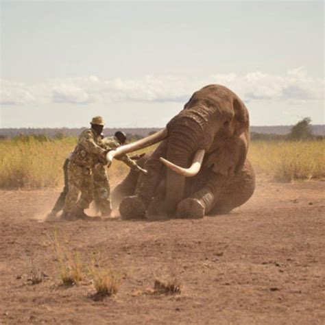 Worlds Famous Big Tusker Elephant Dies In Amboseli The East African