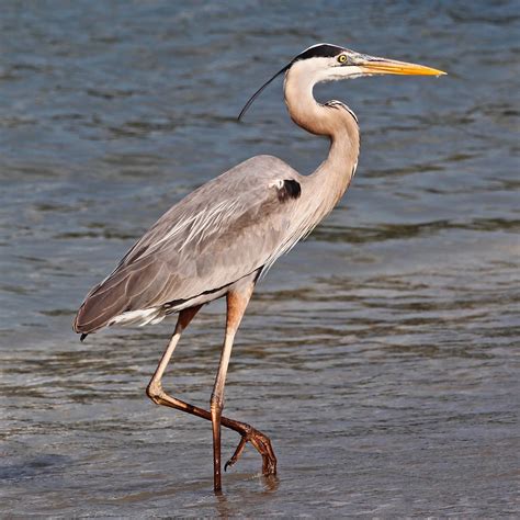 Stokes Birding Blog Oh Wow Great Blue Herons