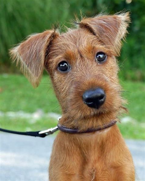 More welsh terrier puppies / dog breeders and puppies in missouri. The 25+ best Irish terrier ideas on Pinterest | Terrier ...