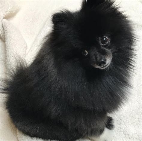 16 Absolutely Perfect Black Pomeranians Page 2 The Paws