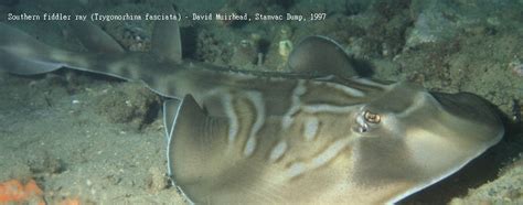 Sharks Skates And Rays Elasmobranchii Marine Life Society Of South