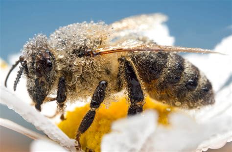 European Honey Bee Apis Mellifera Artur Rydzewski Nature Photography