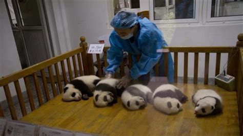 Wwf Giant Panda Conservation
