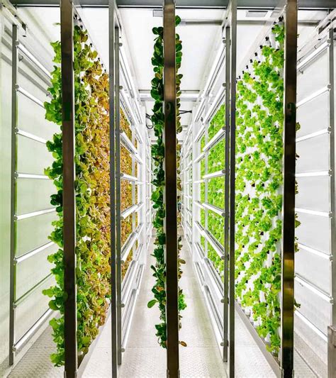 Is Vertical Hydroponic Farming The Future Of Agriculture Farmbox