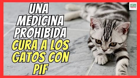 Medicamento Ilegal Cura A Millones De Gatos Con Pif Peritonitis