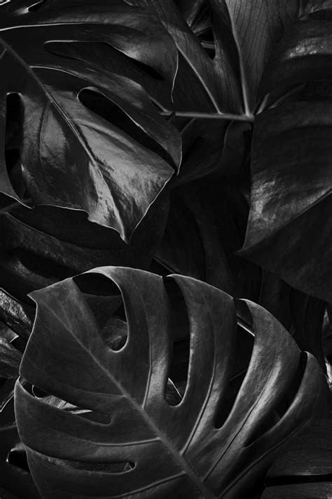 Monstera Tropical Leaves Background Wallpaper Premium Photo Rawpixel