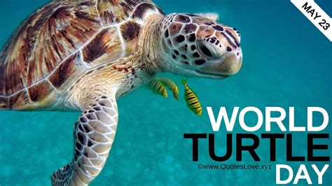 22 Best World Turtle Day 2022 Quotes Sayings Messages Greetings