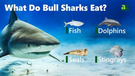 What Do Bull Sharks Eat 15 Animals In Their Diet Imp World